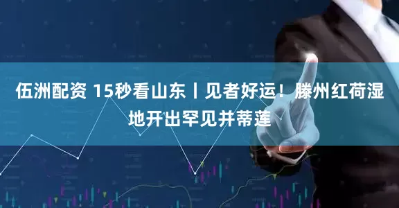 伍洲配资 15秒看山东丨见者好运！滕州红荷湿地开出罕见并蒂莲